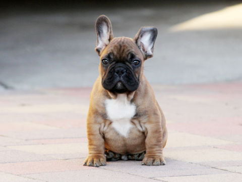 Französische Bulldogge puppy