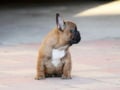 Französische Bulldogge puppy