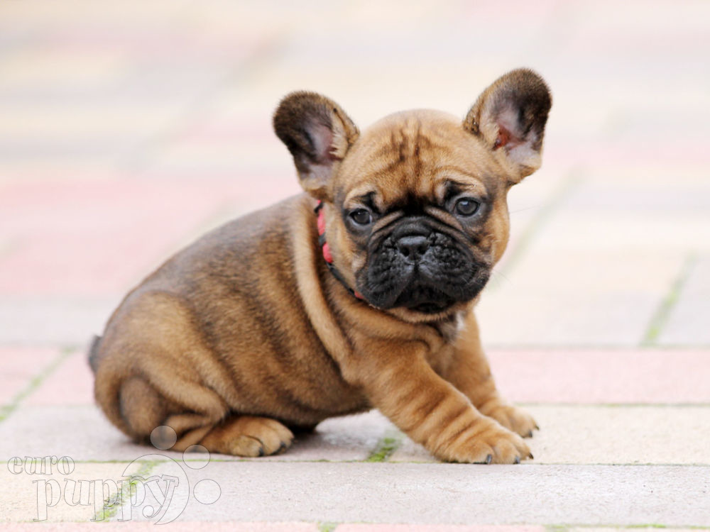 are european french bulldogs bigger