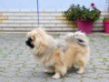 Tibetan Spaniel puppy for sale