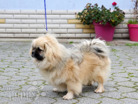 Spaniel Tibetano cachorro en venta