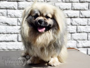 Spaniel Tibetano cachorro en venta
