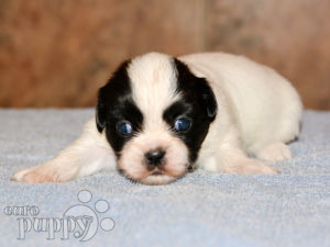 Spaniel Tibetano puppy
