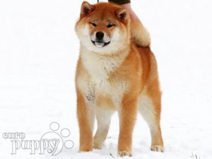 Shiba Inu puppy