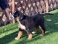 Perro de Montana Barnés puppy