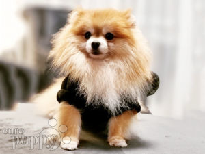 Pomeranian puppy