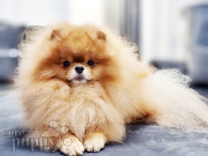 Deutscher Zwergspitz puppy