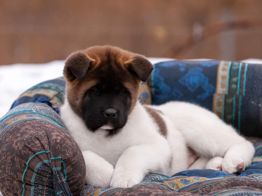 how much does a newborn akita cost