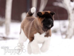 can a american bully and a akita be friends