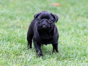 Black pug hot sale puppies price