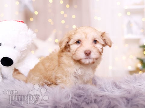 Havanese puppy for sale