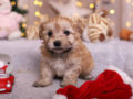 Havanese puppy for sale
