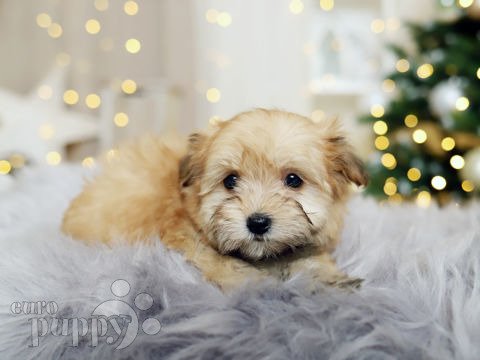 Havanese puppy for sale