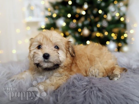 Havanese puppy for sale