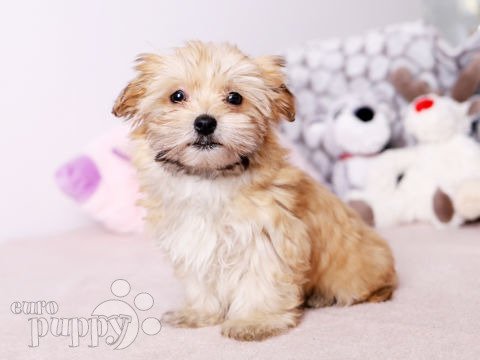 Havanese puppy for sale