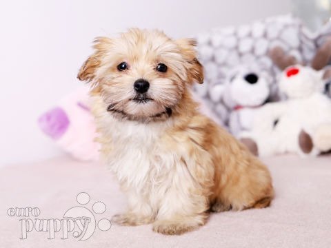 Bichón Habanero cachorro en venta