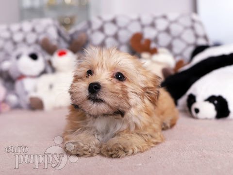 Havanese puppy for sale