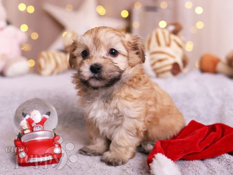 Havanese puppy for sale