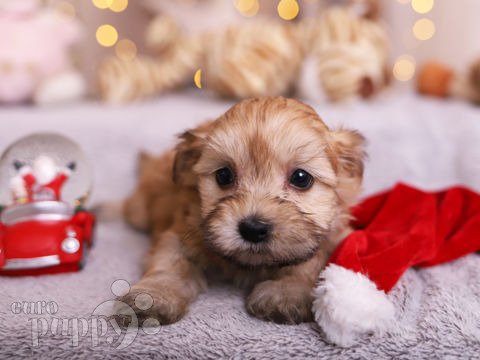 Havanese puppy for sale