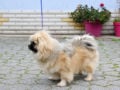 Tibet Spaniel puppy