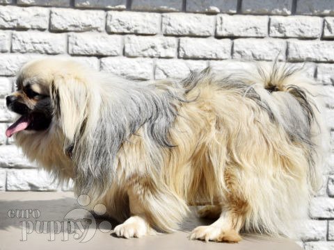 Tibetan Spaniel puppy for sale