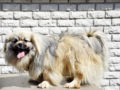 Tibetan Spaniel puppy for sale