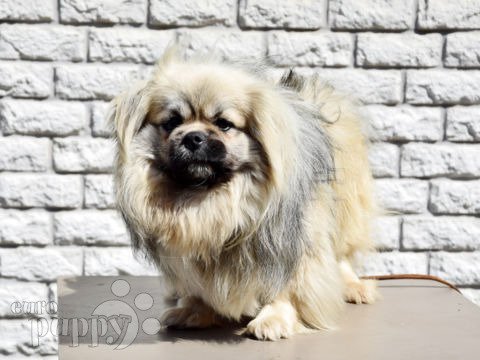 Tibetan Spaniel puppy for sale
