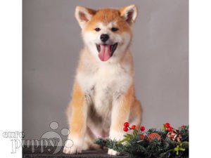 can a akita live in saudi arabia