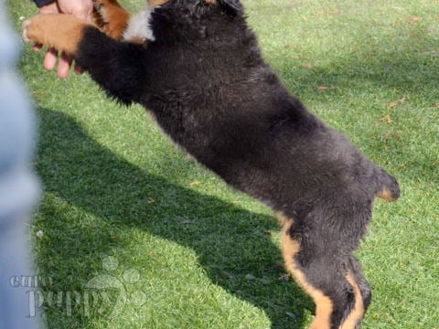 Berner Sennenhund puppy