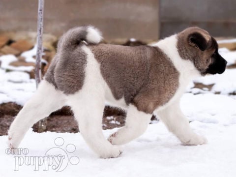American Akita puppy for sale