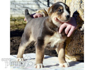 Central Asian Ovtcharka puppy
