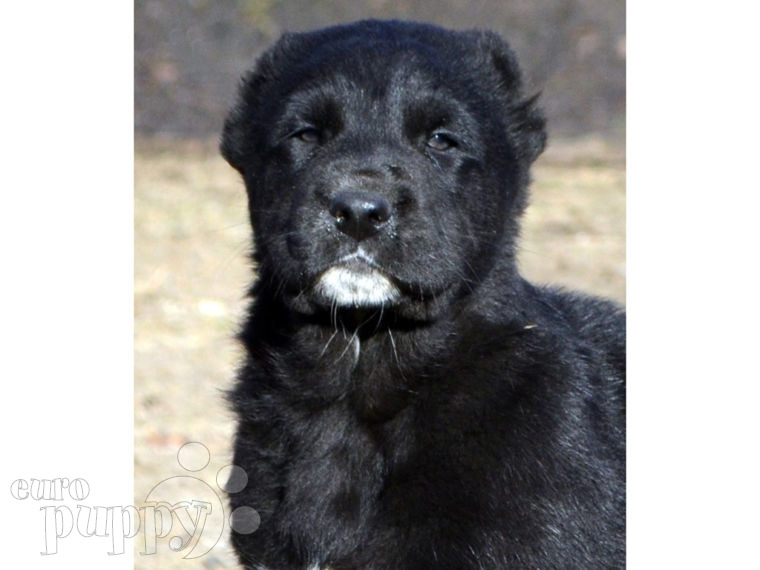 Central Asian Ovtcharka puppy