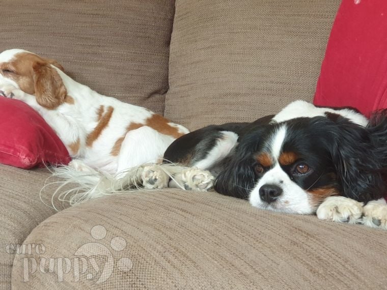 Penny - Cavalier King Charles Spaniel, Euro Puppy review from Saudi Arabia