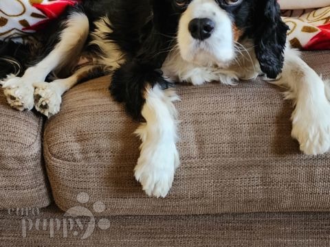 Penny - Cavalier King Charles Spaniel, Euro Puppy review from Saudi Arabia