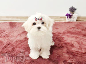 Maltés puppy