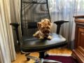 Manny - Yorkshire Terrier, Euro Puppy review from Romania
