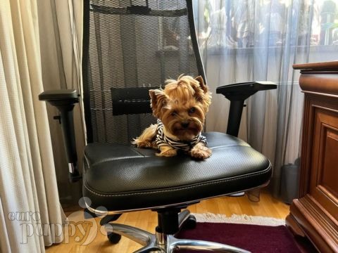 Manny - Yorkshire Terrier, Euro Puppy review from Romania