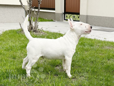 how much does a mini bull terrier cost