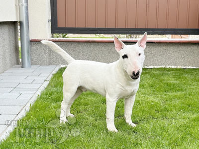 how much does a mini bull terrier cost