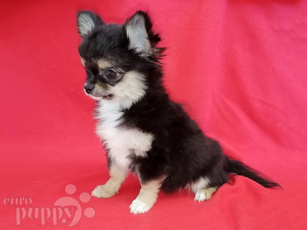 Princess of New York - Chihuahua Puppy for sale | Euro Puppy