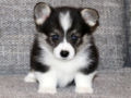 Welsh Corgi puppy