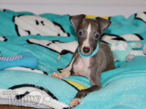 Italienisches Windspiel puppy