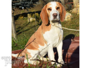 Beagle puppy