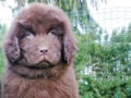 Terranova puppy