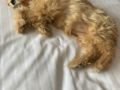 Felicia - Cavapoo, Euro Puppy review from Germany