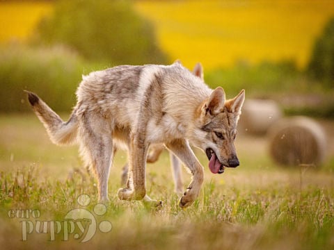 Czechoslovakian Wolfdog Welpen