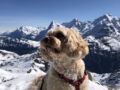 Murphy - Cavapoo, Euro Puppy review from Switzerland