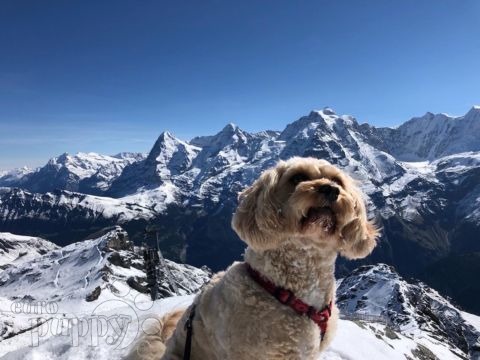 Murphy - Cavapoo, Euro Puppy review from Switzerland