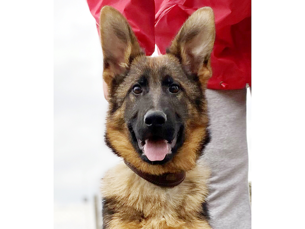 Charlie B. Barkin - German Shepherd Dog Puppy For Sale | Euro Puppy