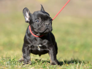 French Bulldog puppy